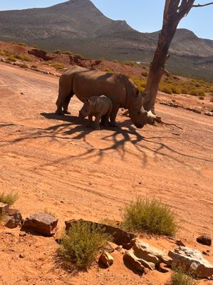 Aquila Full Day Safari
